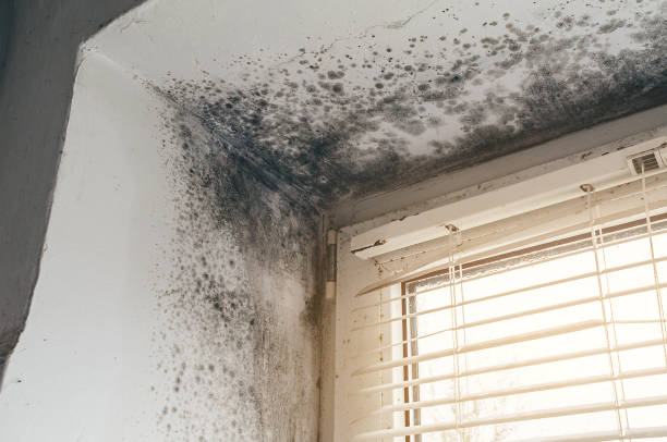 Affordable Mold Cleanup solutions in Clarksville, TN