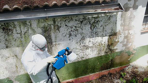 Top rated local Mold Cleanup specialists in Clarksville, TN